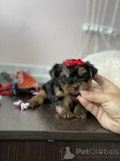 Photo №2 de l'annonce № 11568 de la vente yorkshire terrier - acheter à Biélorussie annonce privée