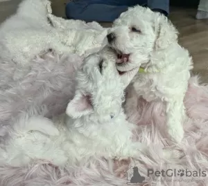 Photo №1. bichon à poil frisé - à vendre en ville de Berlin | Gratuit | Annonce №126744