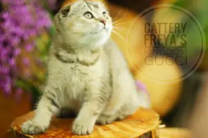 Photo №4. Je vais vendre scottish fold en ville de Vologda. de la fourrière - prix - 215€