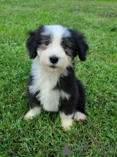 Photo №1. bearded collie - à vendre en ville de Tennessee City | Gratuit | Annonce №110091