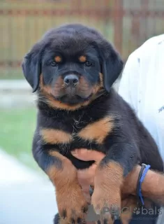 Photo №4. Je vais vendre rottweiler en ville de Mladenovac. éleveur - prix - négocié