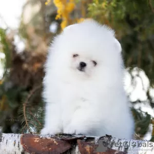 Photos supplémentaires: Chiots de Poméranie absolument Szpic