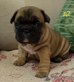 Photo №1. bouledogue - à vendre en ville de Grodno | 357€ | Annonce №41670