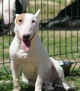 Photos supplémentaires: Chiots bull terrier miniatures