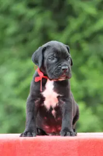 Photo №3. Chiots Cane Corso. Biélorussie