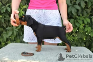 Photos supplémentaires: Chiots Pinscher Allemands