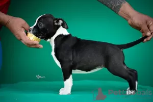 Photos supplémentaires: American Staffordshire Terrier