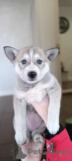 Photo №4. Je vais vendre husky de sibérie en ville de Engels. annonce privée - prix - négocié