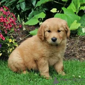 Photo №1. golden retriever - à vendre en ville de Leipzig | 480€ | Annonce №11830