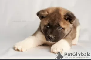 Photo №3. La pépinière d'élevage propose des chiots de différentes races. Kazakhstan