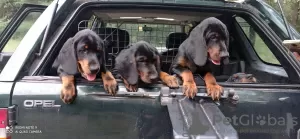 Photos supplémentaires: Black Deer Hound, chiots Slovensky Kopov