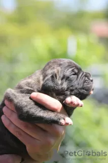 Photo №3. Chiots cane corso. Serbie