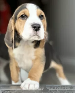 Photo №3. Chiots beagles. Emirats Arabes Unis