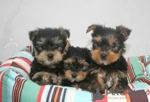 Photo №1. yorkshire terrier - à vendre en ville de Albinen | 250€ | Annonce №129286