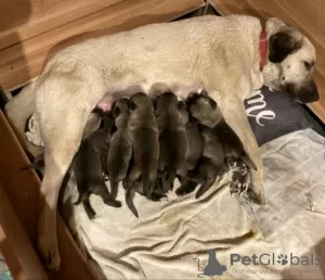 Photos supplémentaires: Kangal chiots