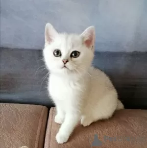 Photo №4. Je vais vendre british shorthair en ville de Mogilyov. annonce privée - prix - négocié