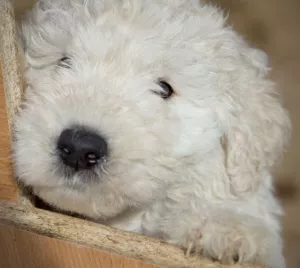 Photos supplémentaires: Komondor