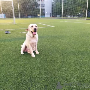 Photos supplémentaires: Je suggère pour accoupler un chien Labrador