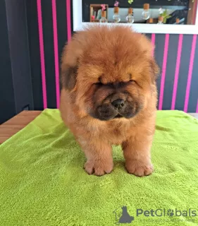 Photos supplémentaires: Chiots chow-chow