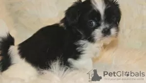 Photo №1. shih tzu - à vendre en ville de Bucharest | 350€ | Annonce №125746