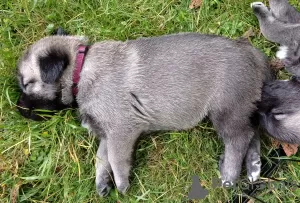 Photos supplémentaires: Kangal chiots