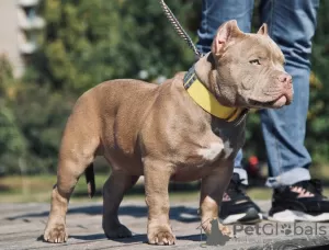 Photo №2 de l'annonce № 10861 de la vente american bully - acheter à Fédération de Russie éleveur