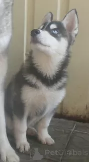 Photo №1. husky de sibérie - à vendre en ville de Voronezh | 571€ | Annonce №11612