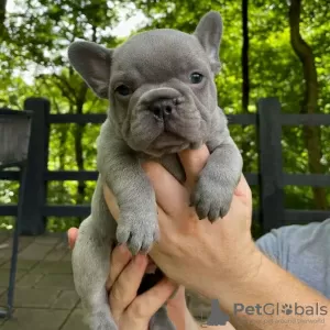 Photo №1. bouledogue - à vendre en ville de Hamar | Gratuit | Annonce №95968