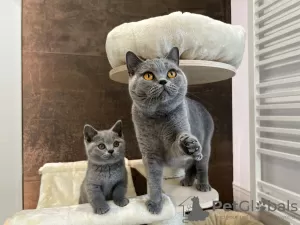 Photo №4. Je vais vendre british shorthair en ville de Bydgoszcz. éleveur - prix - négocié