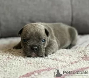 Photo №1. bouledogue - à vendre en ville de Seydisfjordur | négocié | Annonce №116782