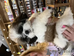 Photo №4. Je vais vendre shih tzu en ville de Haifa. annonce privée, éleveur - prix - négocié