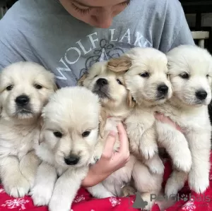 Photo №3. Chiots golden retriever mignons et en bonne santé disponibles maintenant à la. Australie