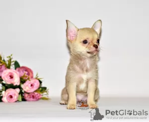 Photo №3. De beaux cheveux bruns avec un nez en chocolat. Garçon chihuahua.. Fédération de Russie