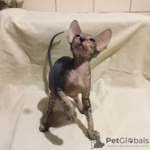 Photo №1. peterbald - à vendre en ville de Saint-Pétersbourg | négocié | Annonce № 9944