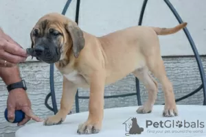 Photos supplémentaires: Dogue Canario - Chiots Presa Canario