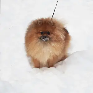 Photos supplémentaires: Tricoter jeune mâle Spitz Pomeranian