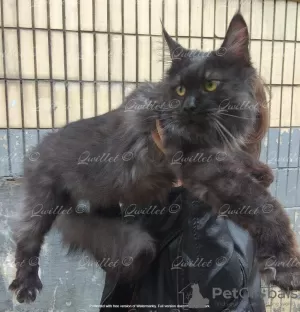 Photo №4. Je vais vendre maine coon en ville de Molodechno. annonce privée, éleveur - prix - négocié