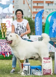 Photos supplémentaires: Chiots Alabai blancs à vendre.