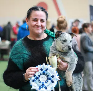 Photos supplémentaires: Chiots guérisseurs australiens