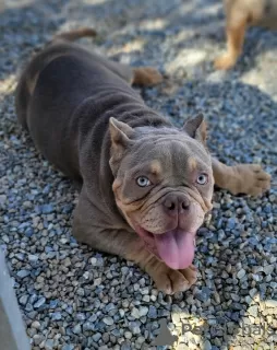 Photo №2 de l'annonce № 20217 de la vente american bully - acheter à Espagne éleveur