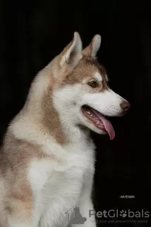 Photo №4. Je vais vendre husky de sibérie en ville de Saint-Pétersbourg. de la fourrière - prix - 772€