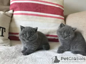 Photo №1. british shorthair - à vendre en ville de Colona | négocié | Annonce № 44310