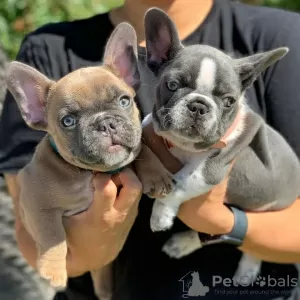 Photo №2 de l'annonce № 84231 de la vente bouledogue - acheter à La finlande annonce privée