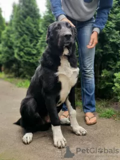 Photos supplémentaires: Chiot du chien de berger d'Asie centrale / CAO / Alabai