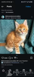 Photo №1. maine coon - à vendre en ville de Novazzano | 400€ | Annonce № 116869