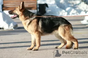 Photo №3. Chiots berger allemand. Fédération de Russie