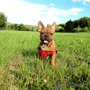 Photo №1. bouledogue - à vendre en ville de Штутгарт | 1500€ | Annonce №78198