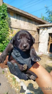 Photos supplémentaires: Des chiots entre de bonnes mains