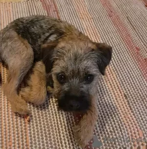 Photo №1. border terrier - à vendre en ville de Al Farwaniyah | 350€ | Annonce №65060