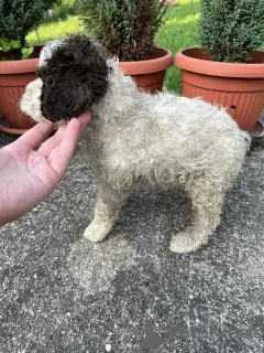 Photos supplémentaires: Chiots Lagotto Romagnolo